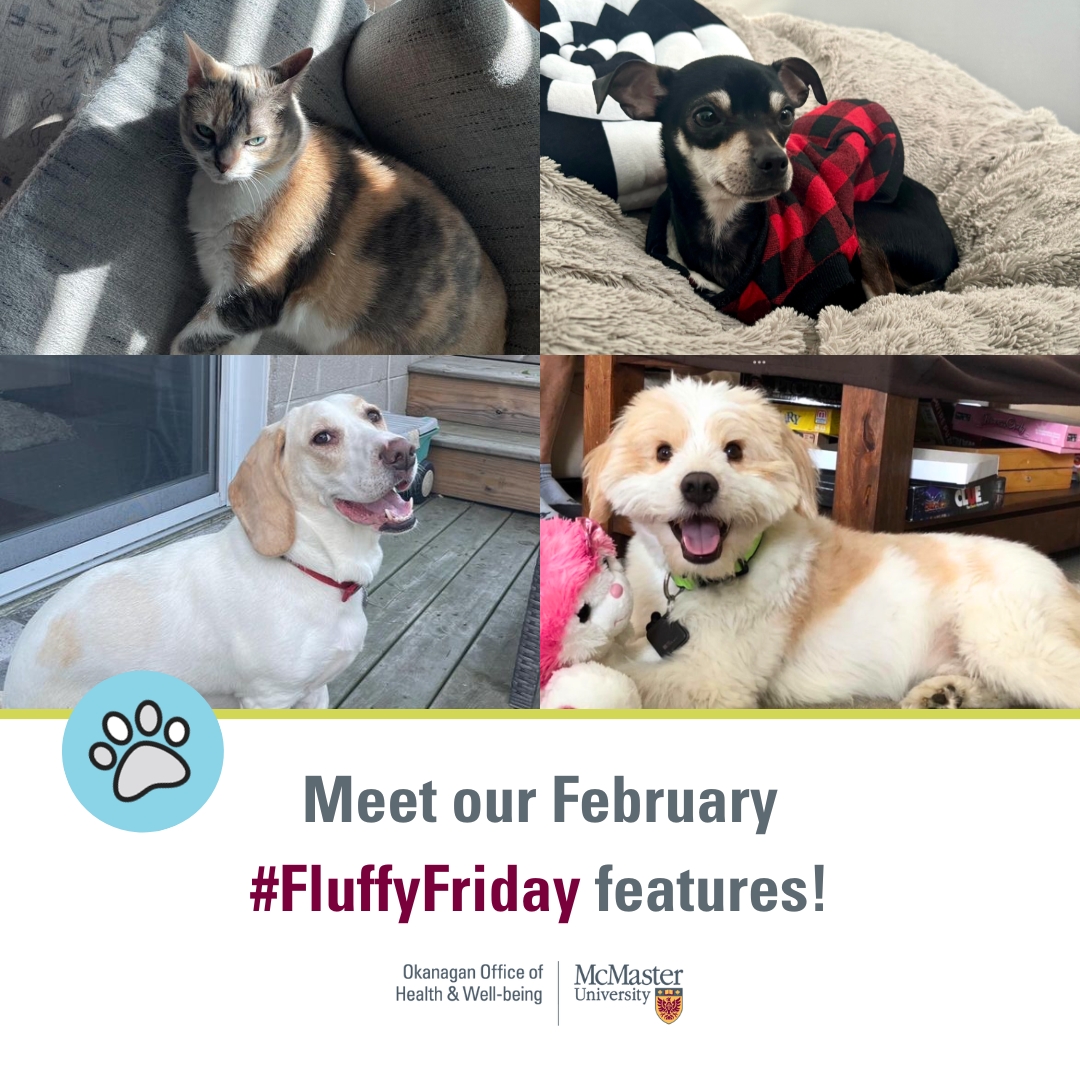 Collage of 3 dogs and one cat with text that reads: Meet our February #FluffyFriday features!